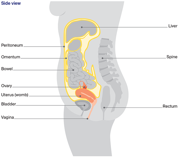 Diagram: Organs and structures near the ovaries