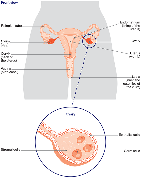 Diagram: The female reproductive system