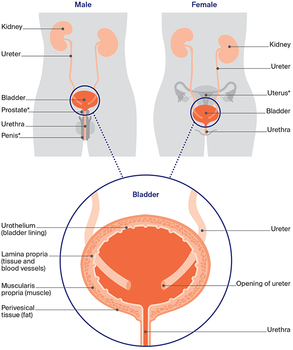 Diagram of the urinary system