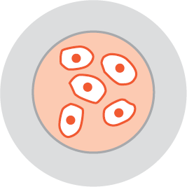 Stems cells collected