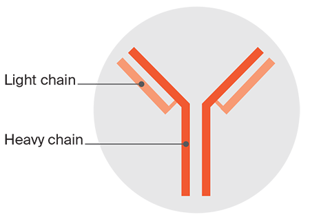 Diagram of intact paraprotein