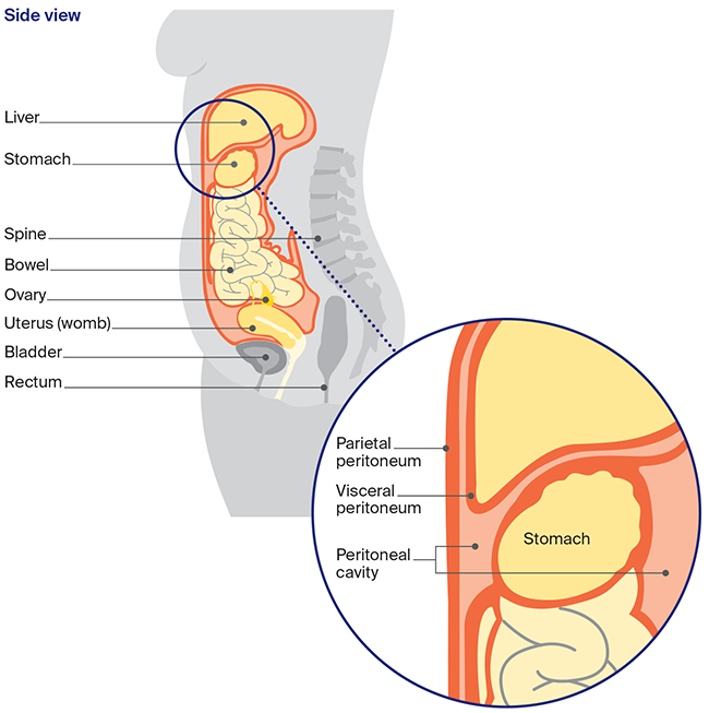 Illustration of the anatomy of the abdomen and pelvis