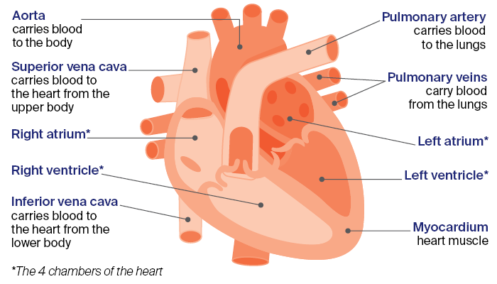 Anatomy of the heart