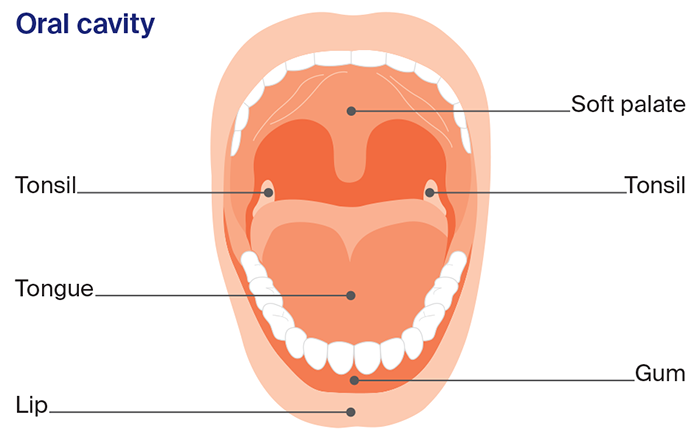 Anatomical illustration of the oral cavity