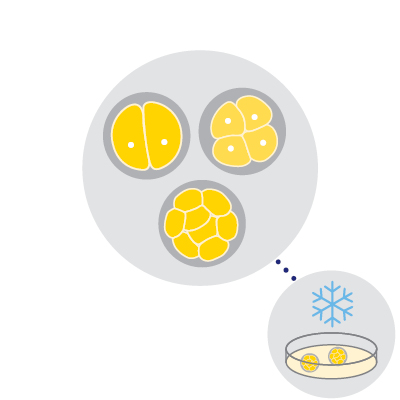 Embryo freezing Fertilised eggs may divide and form embryos. Embryos can also be frozen (cryopreservation) for later use.