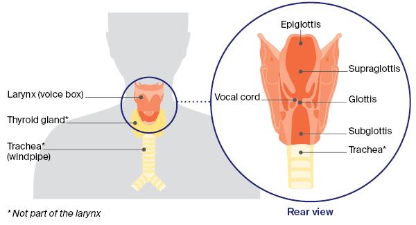 Diagram of Larynx