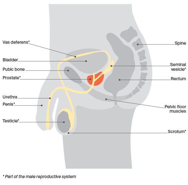 anatomy of prostate